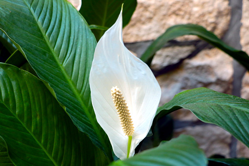 White blooming houseplant flower. Anthurium is a genus of evergreen plants in the Aroid family