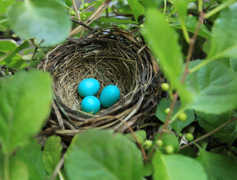 Three robin's eggs in its nest during the late Spring surrounded by lush leaves and twigs.