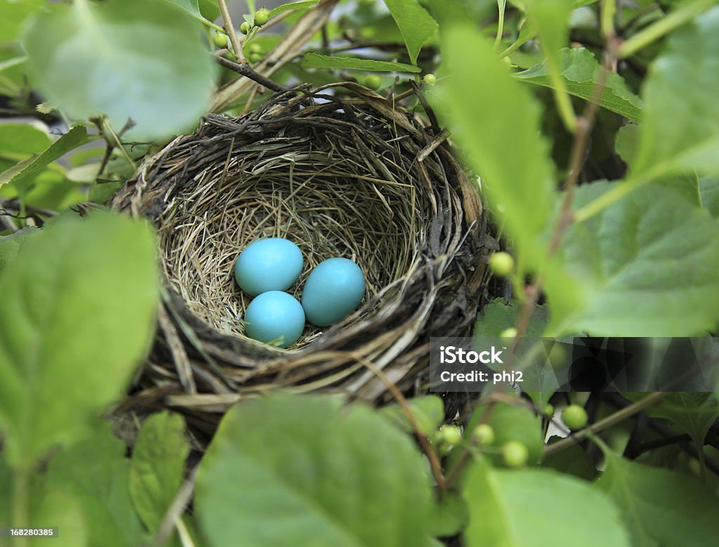 Three robin's eggs in a nest Three robin's eggs in its nest during the late Spring surrounded by lush leaves and twigs. Animal Nest Stock Photo