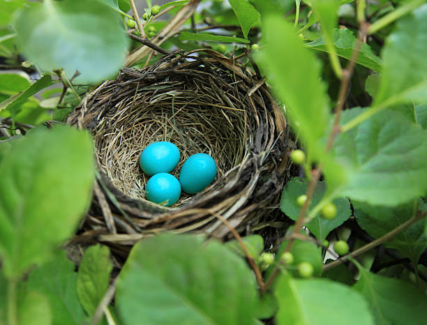 Three robin's eggs in a nest Three robin's eggs in its nest during the late Spring surrounded by lush leaves and twigs. birds nest with eggs stock pictures, royalty-free photos & images