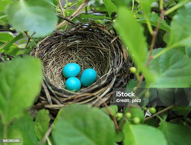 Three Robins Eggs In A Nest Stock Photo - Download Image Now - Animal Nest, Animal Egg, Robin