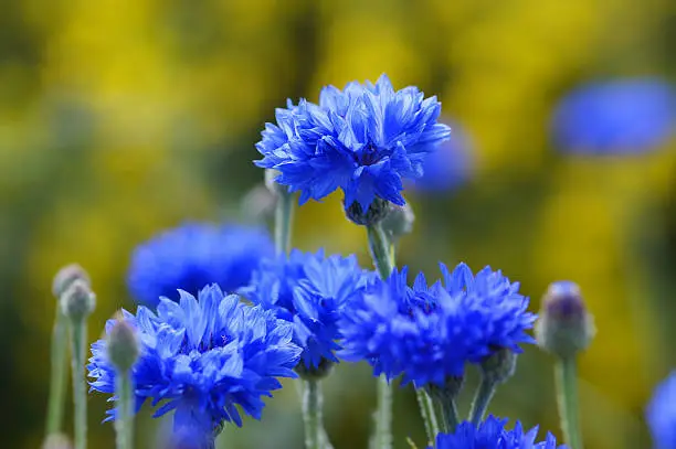 Cornflowers.