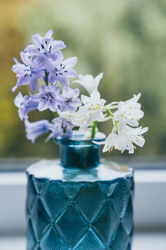 Small gentle muscari and hyacinth first spring flowers bouquet in white ceramic vase on wooden background extreme close view