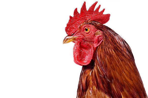 のクローズアップのポートレート、ルースター白背景 - chicken bird close up domestic animals ストックフォトと画像