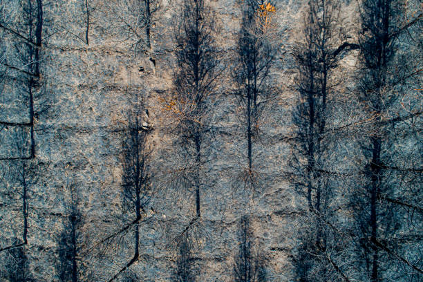 istock Aerial top view flying above burned trees after destructive wildfire. 1682811921