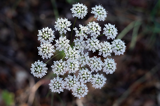 Aegopodium podagraria, belongs to the wild herbs and wild vegetables. It is a wild plant with white flowers. It is an important medicinal plant.