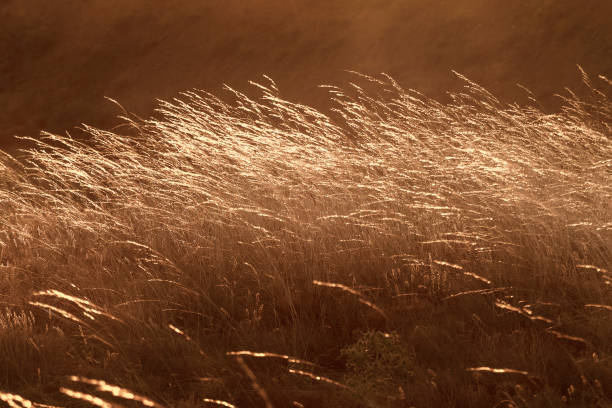Golden Hour Delight: Stunning Abstract Background of Sunlit Dry Foliage