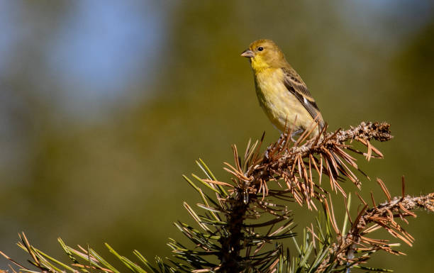 istock Goldfinch 1682813760