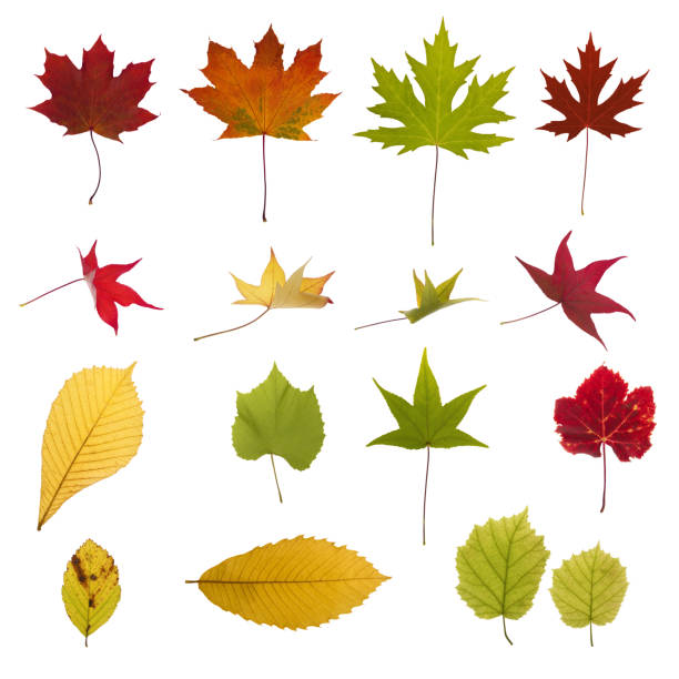 XXXL autumn leaves collection stock photo