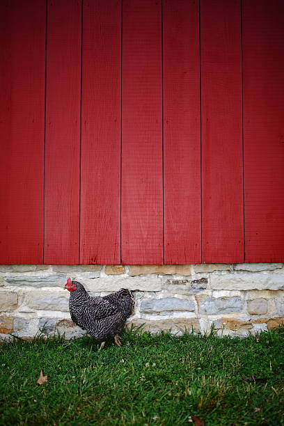 Pollo - foto de stock