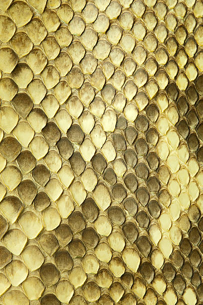pelle di serpente pitone - serpente rettile foto e immagini stock