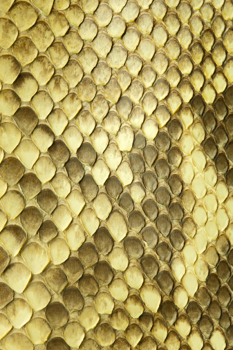 Green Viper Snake in close up and detail