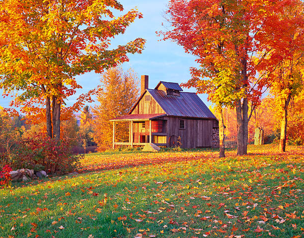 outono de país lado de vermont - maple wood imagens e fotografias de stock