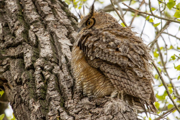 istock Female Great Horned Owl 1682825766
