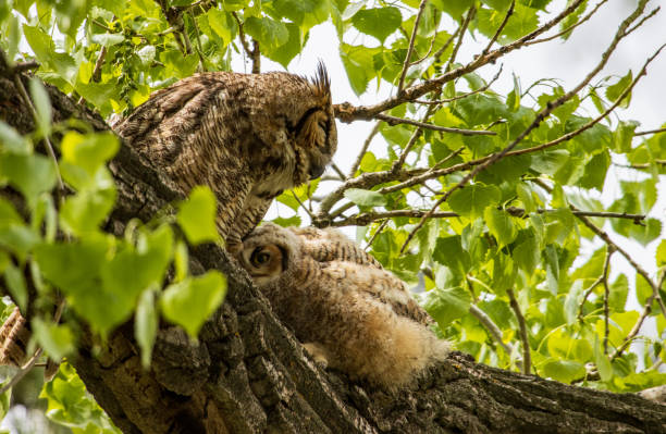 istock Great Horned Owl and Owlet 1682826345