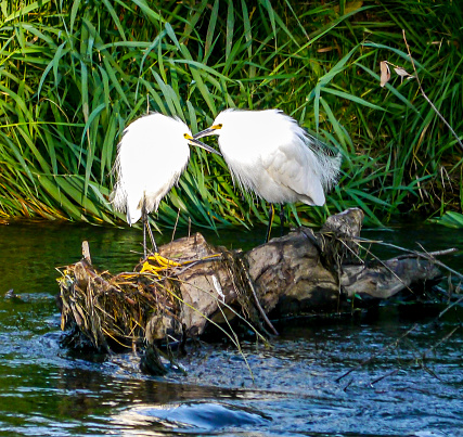 Two snowy egrets that give one the impression that they're lovers or friends standing on a log on the Platte River in Littleton CO.