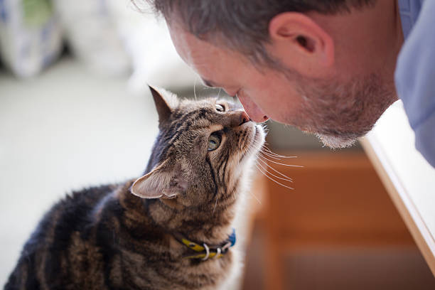 homem e o cat: amor verdadeiro - rubbing noses - fotografias e filmes do acervo