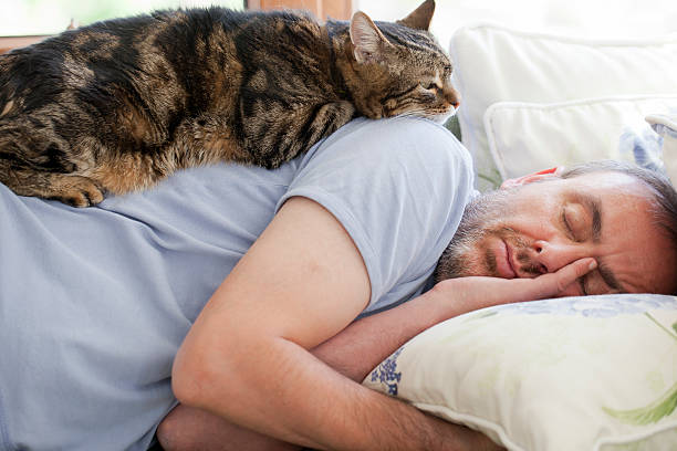 man and old cat: have faith in / sleeping stock photo