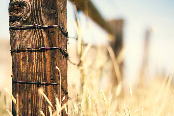 Fence Post Extremely shallow depth of field. Wooden fence post with barbed wire, surrounded by a field of rye. barbed wire photos stock pictures, royalty-free photos & images