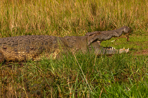 Camouflage; Nile Crocodile resting in wildlife