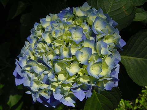 Blue Hydrangea Penny Mac