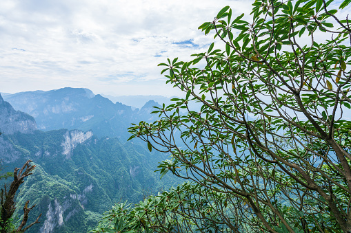 Zhangjiajie Forest National Park in Hunan, China. The Standing mountain in China