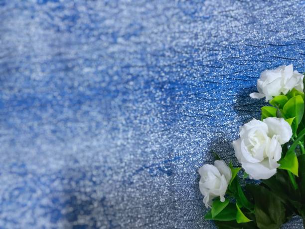 istock white roses isolated on the two tone blue and white table 1682875629