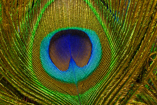 macro peacock feather,Background with peacock feather macro texture, multicolored