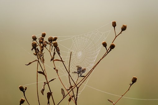 Early morning dew on a cobweb hanging between twigs of a plant on a misty morning