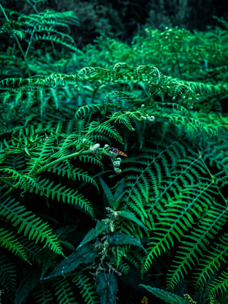 istock Leaves in the forest 1682891557