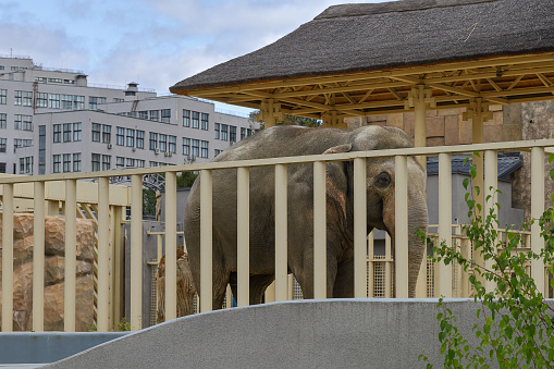 Kharkov, Ukraine - September 9, 2023. Elephant in the city zoo. Elephant against the backdrop of urban development.