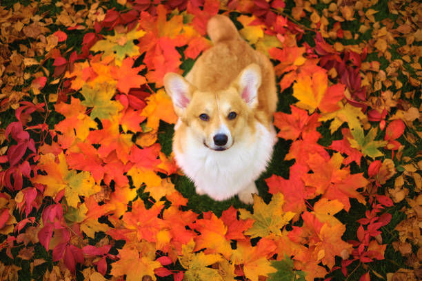 istock Corgi dog fall portrait 1682900214