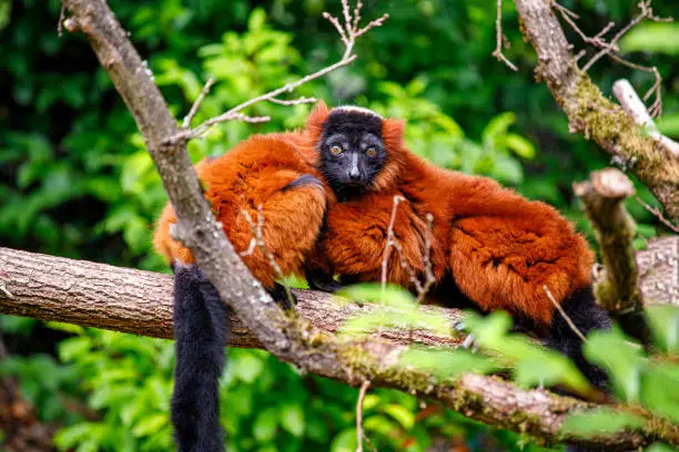 Red ruffed lemur, Varecia rubra, hanging on the tree