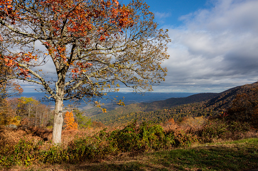 Hillside view in autumn with colorful foliage