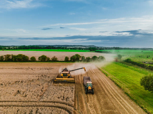 Drone view of Harvesting wheat harvester