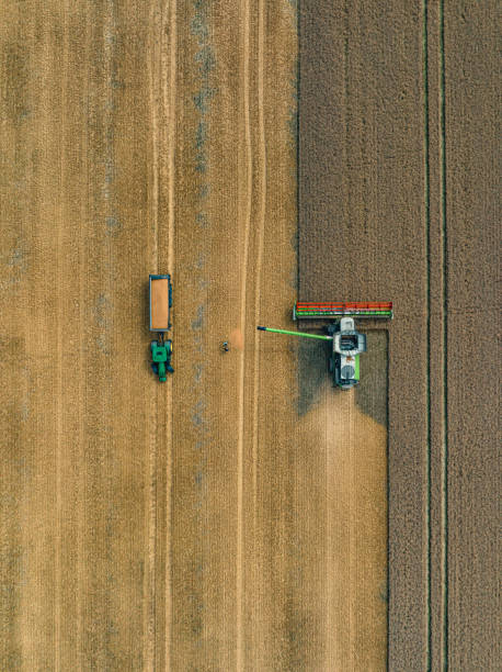 Drone view of Harvesting wheat harvester