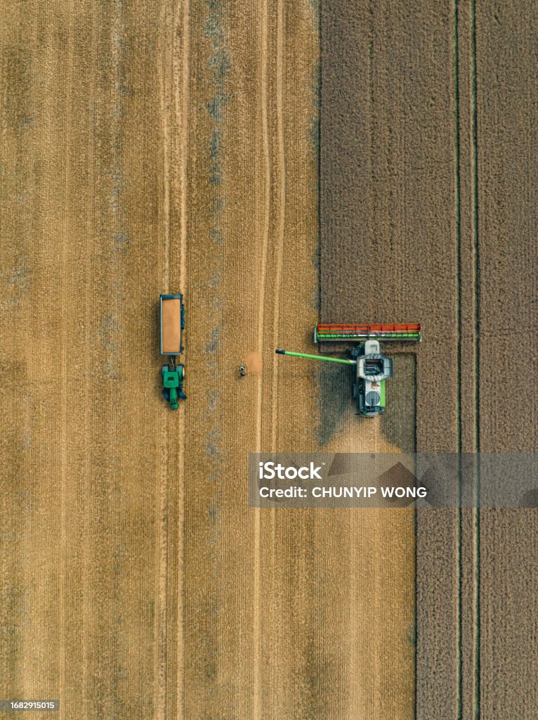 Drone view of Harvesting wheat harvester Top - Garment Stock Photo