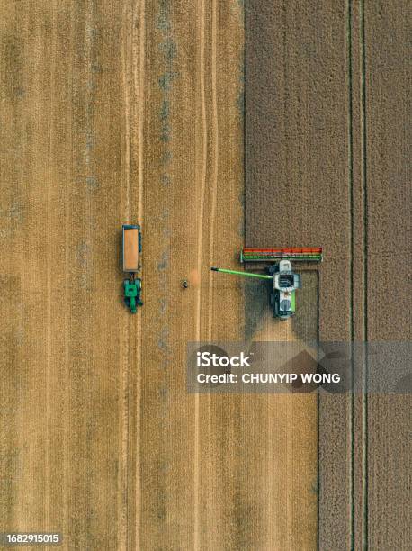 Drone View Of Harvesting Wheat Harvester Stock Photo - Download Image Now - Top - Garment, Agricultural Field, Scenics - Nature
