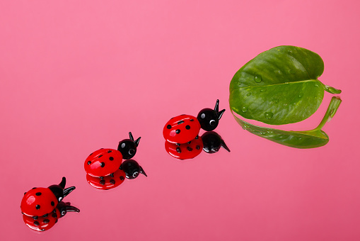Ladybirds walking to their food