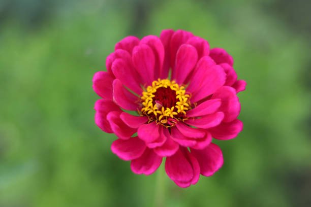 enfoque selectivo en una flor roja zinnia con fondo borroso. gerbera rosa en el jardín. primer plano de la flor rosa de gerbera sobre un fondo verde. espacio de copia. hermosa flor roja floreciente de zinnia. - wildflower zinnia old fashioned copy space fotografías e imágenes de stock