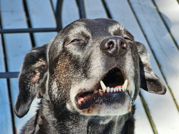 istock Older Lab Closeup of Face 1682943580