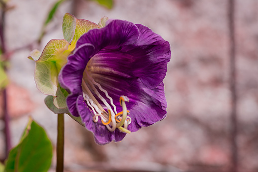 Cobaea scandens (Mexican ivy, monastery bells, cathedral bells)