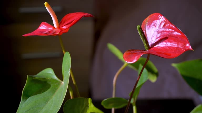 Anthurium buds on black background. Red home flower with a yellow center. Flower in the shape of a heart. Anthurium andraeanum Araceae or Arum symbolize hospitality. Red flamingo anthurium