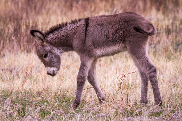 istock Small donkey walking in the dried grass 1682993462
