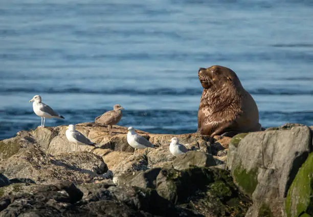 Steller Sea Lion on a rock with sea gulls