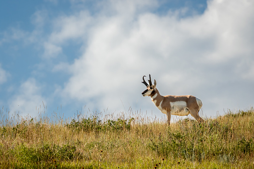 Pronghorn Antelope Buck standing on a hill