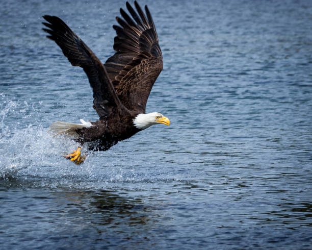 istock Bald Eagle fishing in a lagoon 1682994009
