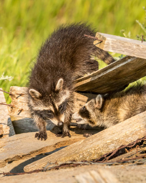 istock Racoon kit walking on boards of an old collapsed building 1682994028