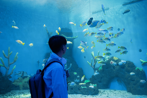 A male backpacker is watching marine life in the aquarium - weekend activities, travel life, people and creatures