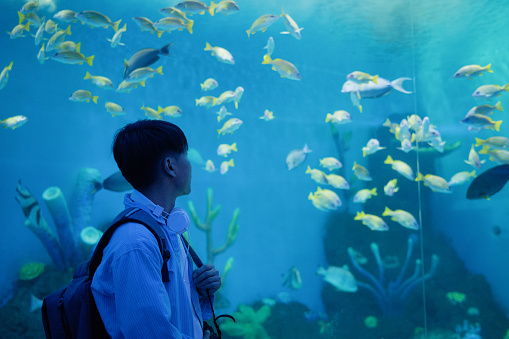 A male backpacker is watching marine life in the aquarium - weekend activities, travel life, people and creatures